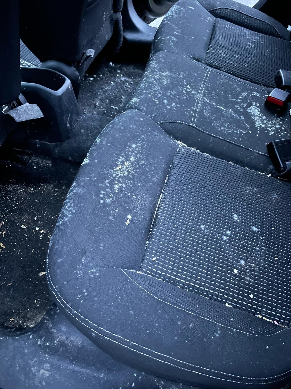 carpet and upholstery shampoo, carpet shampoo, upholstery shampoo